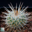 Mammillaria parkinsonii, immagine dell'intero esemplare.