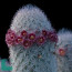 Mammillaria pottsii, esemplare in fiore (fotografia di prodotti non oggetto di questa offerta, ai soli fini descrittivi).