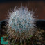 Mammillaria pottsii, immagine dell'intero esemplare.