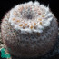 Mammillaria ritteriana, esemplare in fiore (fotografia di prodotti non oggetto di questa offerta, ai soli fini descrittivi).