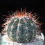 Melocactus azureus, esemplare intero