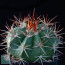 Melocactus curvispinus ssp. curvispinus, esemplare intero.