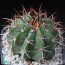 Melocactus glaucescens, esemplare intero.