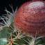 Melocactus oreas, dettaglio del cefalio (fotografia di prodotti non oggetto di questa offerta, ai soli fini descrittivi).