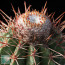 Melocactus oreas, dettaglio del cefalio.