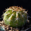 Vendita online di piante della specie Melocactus peruvianus.