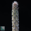 Peniocereus viperinus, particolare dell'apice della pianta.