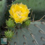 Opuntia cyclodes, particolare dei fiori.