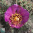 Cylindropuntia imbricata, primo piano del fiore.