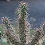 Cylindropuntia imbricata, particolare delle ramificazioni.