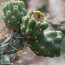Cylindropuntia imbricata, particolare dei frutti.