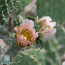 Cylindropuntia viridiflora, primo piano del fiore.