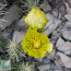Cylindropuntia whipplei, particolare dei fiori.
