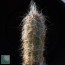 Oreocereus celsianus, esemplare intero.
