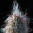 Oreocereus celsianus, particolare dell'apice della pianta.