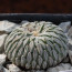 Pelecyphora aselliformis, esemplare intero.