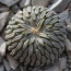 Pelecyphora aselliformis, esemplare intero.