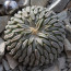 Pelecyphora aselliformis, esemplare intero.