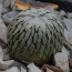 Pelecyphora aselliformis, esemplare intero.