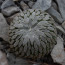 Pelecyphora aselliformis, esemplare intero.