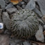 Pelecyphora aselliformis, esemplare intero.