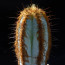 Pilosocereus fulvilanatus, esemplare intero.