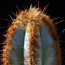 Pilosocereus fulvilanatus, particolare dell'apice della pianta.