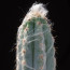 Pilosocereus glaucescens, particolare dell'apice della pianta.
