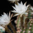 Pygmaeocereus bieblii, primo piano del fiore.  (fotografia di prodotti non oggetto di questa offerta, ai soli fini descrittivi)