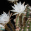 Pygmaeocereus bieblii, primo piano del fiore.  (fotografia di prodotti non oggetto di questa offerta, ai soli fini descrittivi)