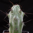Stenocereus beneckei, esemplare intero.