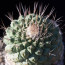 Strombocactus disciformis, esemplare intero.
