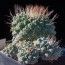 Strombocactus disciformis, esemplare intero.