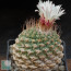 Strombocactus disciformis, esemplare intero.