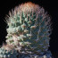 Strombocactus disciformis, esemplare intero.