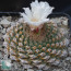 Strombocactus disciformis, esemplare intero.