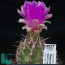 Thelocactus bicolor, esemplare in fiore (fotografia di prodotti non oggetto di questa offerta, ai soli fini descrittivi).