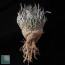 Turbinicarpus schmiedickeanus, esemplare adulto (fotografia di prodotti non oggetto di questa offerta, ai soli fini descrittivi).