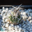 Turbinicarpus schmiedickeanus, esemplare intero.