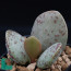 Adromischus filicaulis, immagine dell'intero esemplare.
