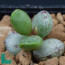 Adromischus filicaulis, immagine dell'intero esemplare.