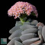 Crassula × cv. Morgan’s Pink, particolare dei fiori (foto di esempio, non è l'oggetto di vendita).