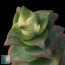 Crassula perforata f. variegata, particolare dell'apice della pianta.