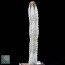 Euphorbia abdelkuri, particolare dell'apice della pianta.