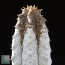 Euphorbia abdelkuri, immagine dell'intero esemplare.
