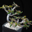 Euphorbia ambovombensis, esemplare adulto (fotografia di prodotti non oggetto di questa offerta, ai soli fini descrittivi).
