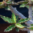 Euphorbia ambovombensis, particolare delle ramificazioni (fotografia di prodotti non oggetto di questa offerta, ai soli fini descrittivi).