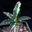 Euphorbia ambovombensis, esemplare intero.