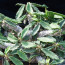 Euphorbia decaryi, esemplare adulto (fotografia di prodotti non oggetto di questa offerta, ai soli fini descrittivi).
