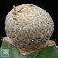 Euphorbia piscidermis, esemplare intero.